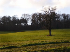 Digital Camera