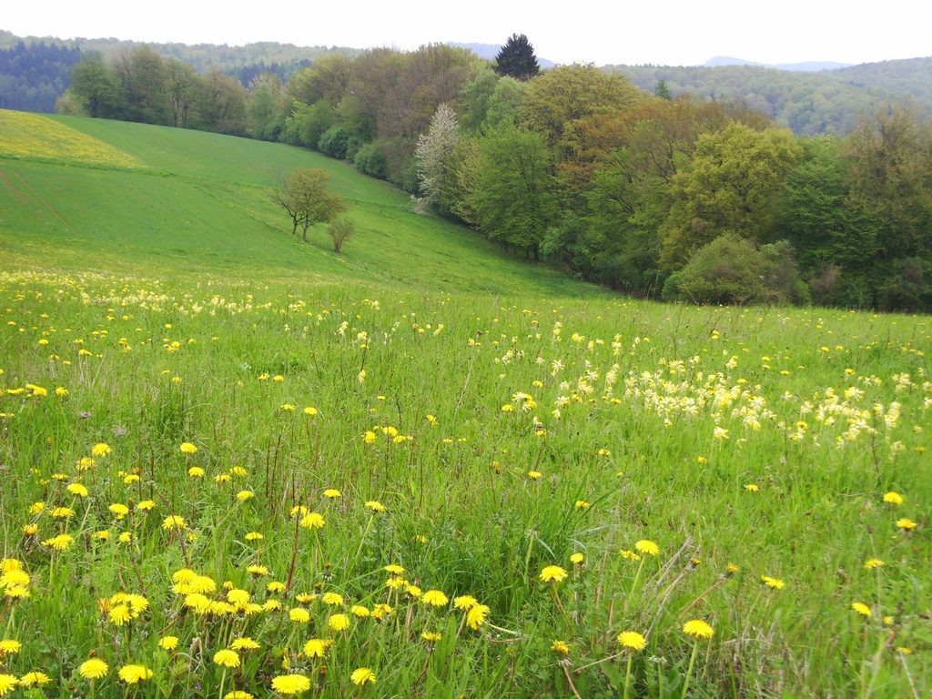 Das 'RFM-Umweltmagazin' - Mensch, Natur und der Planet ...